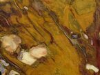 Polished, Jurassic Petrified Wood (Conifer) - Australia #41916-1